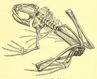An illustration from Brehms Tierleben : allgemeine Kunde des Tierreichs : mit 1800 Abbildungen im Text, 9 Karten und 180 Tafeln in Farbendruck und Holzschnitt (1890)