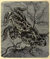An illustration from Brehms Tierleben : allgemeine Kunde des Tierreichs : mit 1800 Abbildungen im Text, 9 Karten und 180 Tafeln in Farbendruck und Holzschnitt (1890)