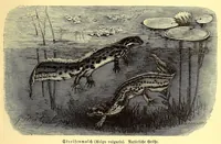 An illustration from Brehms Tierleben : allgemeine Kunde des Tierreichs : mit 1800 Abbildungen im Text, 9 Karten und 180 Tafeln in Farbendruck und Holzschnitt (1890)