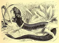 An illustration from Brehms Tierleben : allgemeine Kunde des Tierreichs : mit 1800 Abbildungen im Text, 9 Karten und 180 Tafeln in Farbendruck und Holzschnitt (1890)