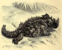 An illustration from Brehms Tierleben : allgemeine Kunde des Tierreichs : mit 1800 Abbildungen im Text, 9 Karten und 180 Tafeln in Farbendruck und Holzschnitt (1890)