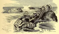 An illustration from Brehms Tierleben : allgemeine Kunde des Tierreichs : mit 1800 Abbildungen im Text, 9 Karten und 180 Tafeln in Farbendruck und Holzschnitt (1890)