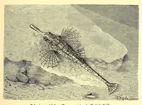 An illustration from Brehms Tierleben : allgemeine Kunde des Tierreichs : mit 1800 Abbildungen im Text, 9 Karten und 180 Tafeln in Farbendruck und Holzschnitt (1890)