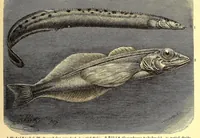 An illustration from Brehms Tierleben : allgemeine Kunde des Tierreichs : mit 1800 Abbildungen im Text, 9 Karten und 180 Tafeln in Farbendruck und Holzschnitt (1890)