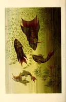 An illustration from Brehms Tierleben : allgemeine Kunde des Tierreichs : mit 1800 Abbildungen im Text, 9 Karten und 180 Tafeln in Farbendruck und Holzschnitt (1890)