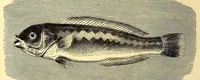 An illustration from Brehms Tierleben : allgemeine Kunde des Tierreichs : mit 1800 Abbildungen im Text, 9 Karten und 180 Tafeln in Farbendruck und Holzschnitt (1890)