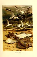 Picture 10 of 17 from Brehms Tierleben : allgemeine Kunde des Tierreichs : mit 1800 Abbildungen im Text, 9 Karten und 180 Tafeln in Farbendruck und Holzschnitt (1890), leaf 275