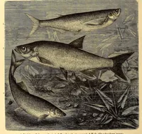 An illustration from Brehms Tierleben : allgemeine Kunde des Tierreichs : mit 1800 Abbildungen im Text, 9 Karten und 180 Tafeln in Farbendruck und Holzschnitt (1890)
