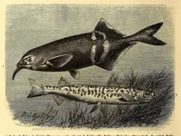 An illustration from Brehms Tierleben : allgemeine Kunde des Tierreichs : mit 1800 Abbildungen im Text, 9 Karten und 180 Tafeln in Farbendruck und Holzschnitt (1890)