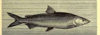 An illustration from Brehms Tierleben : allgemeine Kunde des Tierreichs : mit 1800 Abbildungen im Text, 9 Karten und 180 Tafeln in Farbendruck und Holzschnitt (1890)