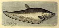 An illustration from Brehms Tierleben : allgemeine Kunde des Tierreichs : mit 1800 Abbildungen im Text, 9 Karten und 180 Tafeln in Farbendruck und Holzschnitt (1890)