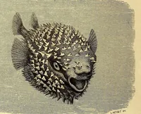 An illustration from Brehms Tierleben : allgemeine Kunde des Tierreichs : mit 1800 Abbildungen im Text, 9 Karten und 180 Tafeln in Farbendruck und Holzschnitt (1890)