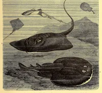 An illustration from Brehms Tierleben : allgemeine Kunde des Tierreichs : mit 1800 Abbildungen im Text, 9 Karten und 180 Tafeln in Farbendruck und Holzschnitt (1890)
