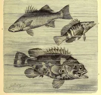 An illustration from Brehms Tierleben : allgemeine Kunde des Tierreichs : mit 1800 Abbildungen im Text, 9 Karten und 180 Tafeln in Farbendruck und Holzschnitt (1890)