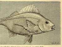 An illustration from Brehms Tierleben : allgemeine Kunde des Tierreichs : mit 1800 Abbildungen im Text, 9 Karten und 180 Tafeln in Farbendruck und Holzschnitt (1890)