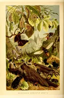 Picture 2 of 17 from Brehms Tierleben : allgemeine Kunde des Tierreichs : mit 1800 Abbildungen im Text, 9 Karten und 180 Tafeln in Farbendruck und Holzschnitt (1890), leaf 116