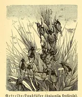 Picture 3 of 17 from Brehms Tierleben : allgemeine Kunde des Tierreichs : mit 1800 Abbildungen im Text, 9 Karten und 180 Tafeln in Farbendruck und Holzschnitt (1890), leaf 158