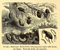 An illustration from Brehms Tierleben : allgemeine Kunde des Tierreichs : mit 1800 Abbildungen im Text, 9 Karten und 180 Tafeln in Farbendruck und Holzschnitt (1890)