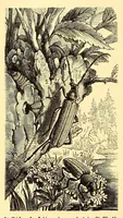 An illustration from Brehms Tierleben : allgemeine Kunde des Tierreichs : mit 1800 Abbildungen im Text, 9 Karten und 180 Tafeln in Farbendruck und Holzschnitt (1890)