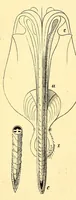 An illustration from Brehms Tierleben : allgemeine Kunde des Tierreichs : mit 1800 Abbildungen im Text, 9 Karten und 180 Tafeln in Farbendruck und Holzschnitt (1890)