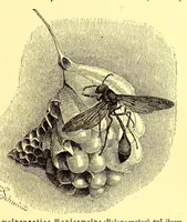An illustration from Brehms Tierleben : allgemeine Kunde des Tierreichs : mit 1800 Abbildungen im Text, 9 Karten und 180 Tafeln in Farbendruck und Holzschnitt (1890)