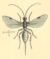 An illustration from Brehms Tierleben : allgemeine Kunde des Tierreichs : mit 1800 Abbildungen im Text, 9 Karten und 180 Tafeln in Farbendruck und Holzschnitt (1890)