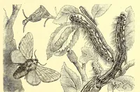 An illustration from Brehms Tierleben : allgemeine Kunde des Tierreichs : mit 1800 Abbildungen im Text, 9 Karten und 180 Tafeln in Farbendruck und Holzschnitt (1890)