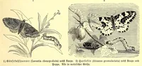 An illustration from Brehms Tierleben : allgemeine Kunde des Tierreichs : mit 1800 Abbildungen im Text, 9 Karten und 180 Tafeln in Farbendruck und Holzschnitt (1890)
