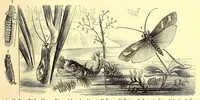 An illustration from Brehms Tierleben : allgemeine Kunde des Tierreichs : mit 1800 Abbildungen im Text, 9 Karten und 180 Tafeln in Farbendruck und Holzschnitt (1890)