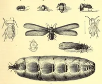 An illustration from Brehms Tierleben : allgemeine Kunde des Tierreichs : mit 1800 Abbildungen im Text, 9 Karten und 180 Tafeln in Farbendruck und Holzschnitt (1890)