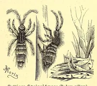 An illustration from Brehms Tierleben : allgemeine Kunde des Tierreichs : mit 1800 Abbildungen im Text, 9 Karten und 180 Tafeln in Farbendruck und Holzschnitt (1890)