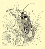 An illustration from Brehms Tierleben : allgemeine Kunde des Tierreichs : mit 1800 Abbildungen im Text, 9 Karten und 180 Tafeln in Farbendruck und Holzschnitt (1890)
