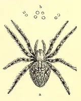 An illustration from Brehms Tierleben : allgemeine Kunde des Tierreichs : mit 1800 Abbildungen im Text, 9 Karten und 180 Tafeln in Farbendruck und Holzschnitt (1890)
