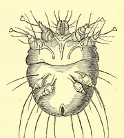 An illustration from Brehms Tierleben : allgemeine Kunde des Tierreichs : mit 1800 Abbildungen im Text, 9 Karten und 180 Tafeln in Farbendruck und Holzschnitt (1890)