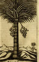 An illustration from Breue, e succinta relatione del viaggio nel regno di Congo nell' Africa meridionale, (1692)