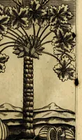 An illustration from Breue, e succinta relatione del viaggio nel regno di Congo nell' Africa meridionale, (1692)