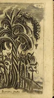 An illustration from Breue, e succinta relatione del viaggio nel regno di Congo nell' Africa meridionale, (1692)
