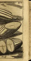 An illustration from Breue, e succinta relatione del viaggio nel regno di Congo nell' Africa meridionale, (1692)
