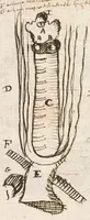 An illustration from Breve compendium philosophiae [manuscript] (1652)