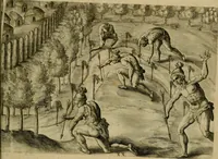 Picture 61 of 97 from Brevis narratio eorvm qvae in Florida Americæ provicia Gallis acciderunt : secunda in illam nauigatione, duce Renato de Laudõniere classis præfecto, anno MDLXIIII, qvae est secvnda pars Americæ : additæ figuræ & incolarum eicones ibidem ad vivu expressæ, brevis item declaratio religionis, rituum, vivendique ratione ipsorum (1591), leaf 68