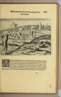 Picture 10 of 16 from Brevis narratio eorum quae in Florida Americae provi[n]cia Gallis acciderunt, : secunda in illam nauigatione, duce Renato de Laudo[n]niere classis praefecto anno M D LXIIII. Quae est secunda pars Americae. Additae figurae et incolarum eicones ibidem ad vivu[m] espressae brevis item declaratio religionis, rituum, vivendique ratione ipsorum. (1609), leaf 99