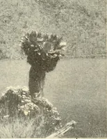 Picture 81 of 100 from Brief biography and popular account of the unparalleled discoveries of T. J. J. See .. (1913), leaf 314