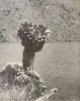 An illustration from Brief biography and popular account of the unparalleled discoveries of T.J.J. See (1913)