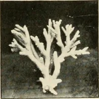 An illustration from A brief history of the Detroit Museum of Art and its collections : illustrated (1902)