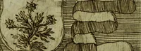 An illustration from Briefve histoire de l'institution des ordres religieux : avec les figures de leurs habits (1680)
