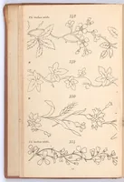 An illustration from Briggs & Co.'s patent transferring papers : protected by Her Most Gracious Majesty's Royal Letters Patent ; a warm iron passed over the backs of these papers transfers the pattern to any fabric (1883)