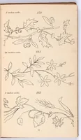 An illustration from Briggs & Co.'s patent transferring papers : protected by Her Most Gracious Majesty's Royal Letters Patent ; a warm iron passed over the backs of these papers transfers the pattern to any fabric (1883)