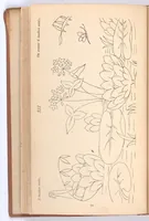An illustration from Briggs & Co.'s patent transferring papers : protected by Her Most Gracious Majesty's Royal Letters Patent ; a warm iron passed over the backs of these papers transfers the pattern to any fabric (1883)