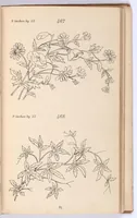 An illustration from Briggs & Co.'s patent transferring papers : protected by Her Most Gracious Majesty's Royal Letters Patent ; a warm iron passed over the backs of these papers transfers the pattern to any fabric (1883)