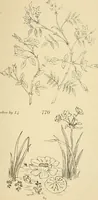 An illustration from Briggs & Co.'s patent transferring papers : protected by Her Most Gracious Majesty's royal letters patent (1880)